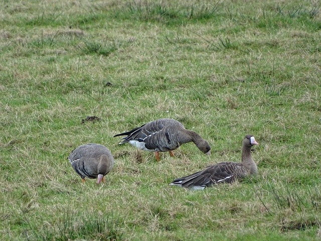 球文化的能 球文化的能